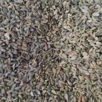 بذر جعفری|گل و گیاه طبیعی|شیراز, شاپورجان|دیوار