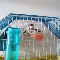 فنچ و مرغ عشق