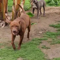 واگذاری  پیتبول تریر از بهترین نسل