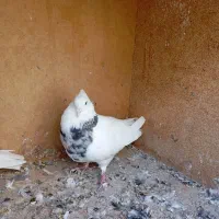 نر طوقی سرور