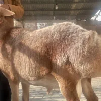 بره چینی اصیل