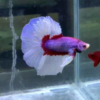 فایترباز (مرجع اصلی ماهی فایتر)تک و عمده|ماهی|تهران, بلورسازی|دیوار