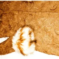 پالتو زمستانی|لباس|پرند, فاز ۵|دیوار