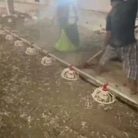 زرین فارم کود مرغی تخم گزار و کشتاری