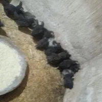 جوجه مرغ|حیوانات مزرعه|ماهدشت, |دیوار