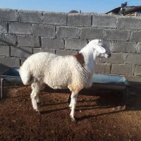 دو راس بره قوچ پلنگی و شال