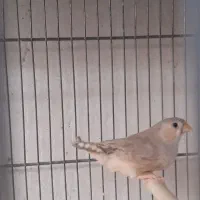 فنچ هاف اورنج اروپایی|پرنده|قم, زنبیل آباد|دیوار