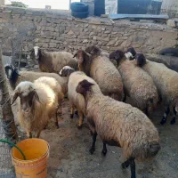 میش داشتی
