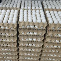 پخش تخم مرغ ساری