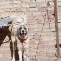 11ماهه گوسفندی