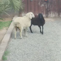 دو بره دو رگ یک نر یک ماده برای نگهداری