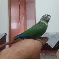 طوطی گرینچیک رام
