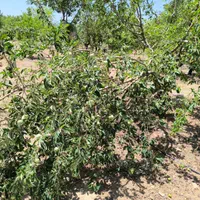 باغ مستح و صاف|فروش دفتر صنعتی، کشاورزی، تجاری|سامان, |دیوار