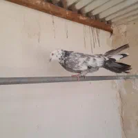 ماده کوی اصفهانی درجه یک