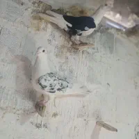 کبوتر‌رنگه