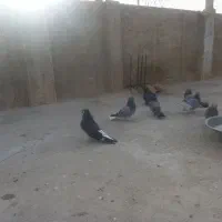 کبوتر اصفهانی پر پر