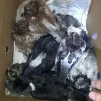جوجه کبوتر