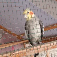 عروس هلندی سینانو