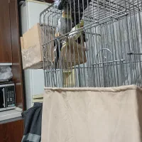 فروش عروس هلندی|پرنده|کهریزک, |دیوار