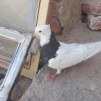 نر طوق سیاه کلایی