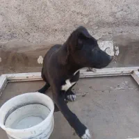 پیتبول|سگ|اهواز, طالقانی|دیوار