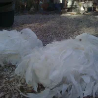 فروش غاز سباستوپول (عروس غازها)