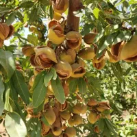 نهال بادام و گردو و ارقام مختلف میوه زود بارده