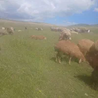 طوقلی نر ساری گولاغ