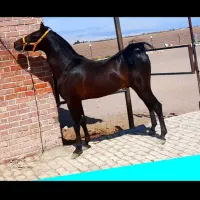 اسب نریون دره شوری