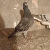 کبوتر|پرنده|نیشابور, دربقاضی|دیوار