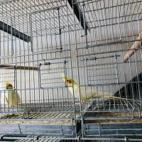 عروس هلندی لوتینو