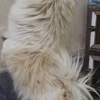 سگ پامر روباهی