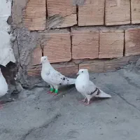 نر کمخال نر پلنگ دومیل سرخ