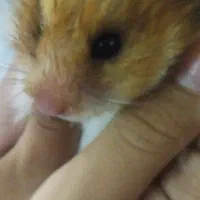 دو عدد همستر بازیگوش|موش و خرگوش|کرمان, |دیوار