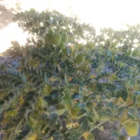 کارگر