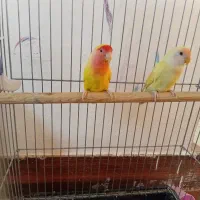 طوطی برزیلی باقفس بزرگ قیمت خوب گذاشتم
