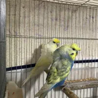 مرغ عشق پروانه ای ۲گل