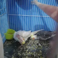 عروس هلندی جفت|پرنده|مشهد, تلگرد|دیوار