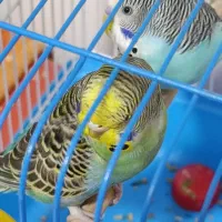 مرغ عشق نر گمشده|پرنده|برازجان, |دیوار