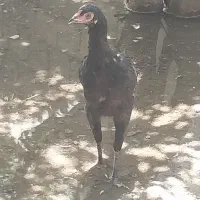 چابهاری