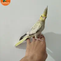 عروس هلندی رام|پرنده|بوکان, |دیوار