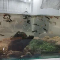 فروش ماهی گوپی تعدادحدود ۱۵۰تاقیمت دونه ای ۱۰ تومن