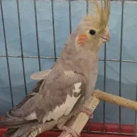 عروس هلندی یک سال و نیمه