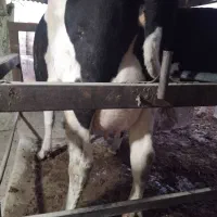 تلیسه گاو شیری  شکم اول به شرط ۳۰ کیلو شیر