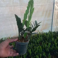 زامفولیا سوپر بلک