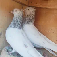کبوتر کفتر