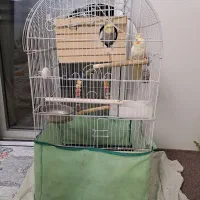 عروس هلندی|پرنده|تهران, شهید فکوری|دیوار