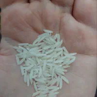 برنج صدری دم سیاه برقی