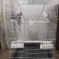 قفس پرنده
