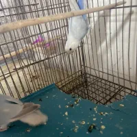 طوطی برزیلی|پرنده|بندرعباس, |دیوار